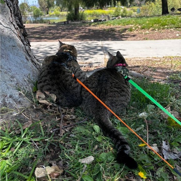 Poe & Taito (Potato) 🤎🖤 - Picture 8 of 10